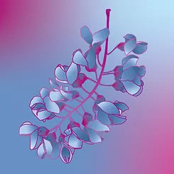 Emit - Hand & Body Lotion - Acacia 800ml (27 fl oz)