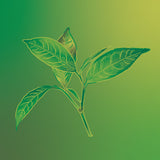 Emit - Hand & Body Lotion - Green Tea 800ml (27 fl oz)